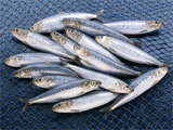 鰯（いわし）01